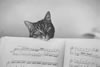gatto