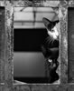 gatto