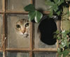 gatto