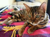 gatto