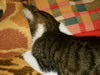 gatto