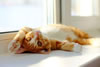 gatto