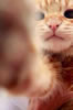 gatto