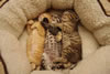 gatto