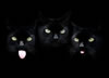 gatto