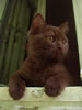 gatto
