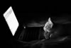gatto