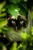 gatto