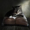 gatto