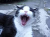 gatto
