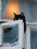gatto