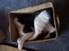 gatto