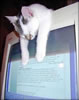gatto