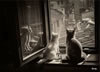 gatto
