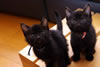 gatto