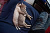gatto