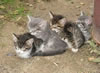 gatto