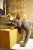 gatto