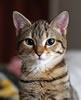 gatto