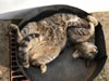 gatto