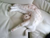 gatto