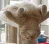gatto