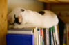 gatto