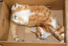 gatto