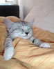 gatto