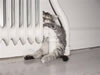 gatto