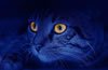 gatto