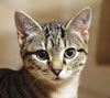 gatto