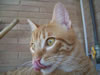 gatto