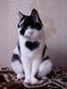 gatto