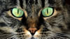 gatto