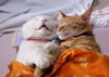gatto