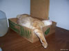 gatto