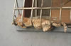 gatto