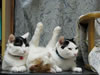 gatto