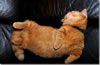 gatto