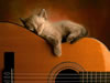 gatto