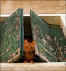 gatto
