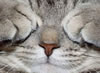 gatto
