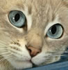 gatto