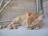 gatto