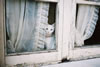 gatto