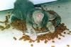 gatto