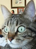 gatto