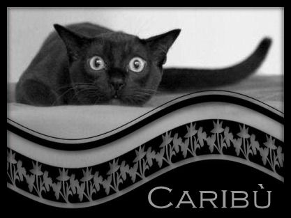 tag di Carib&ugrave;