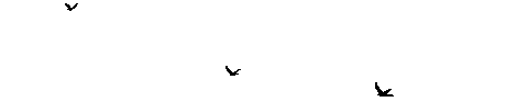 immagine uccelli